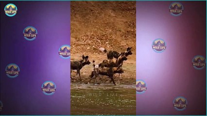 Crocodiles Having Fun In The Bush Even When They Fail