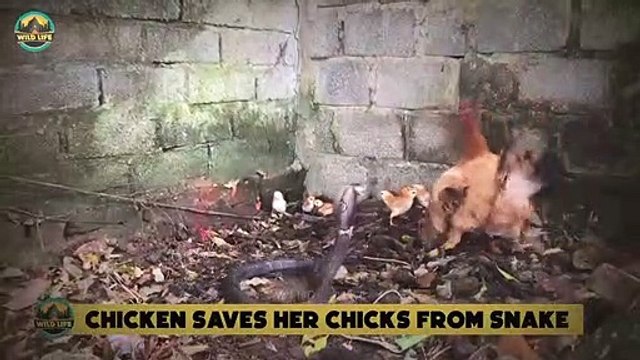 Animal Mothers Protecting Their Families From Predators