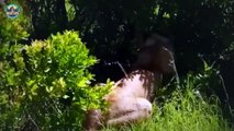 Terrible Savage Lions Hunting Down Newborns In The Wild Viciously