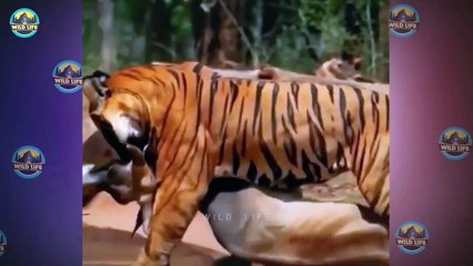 Top 25 Trembling Moments When Tigers Showed No Pity