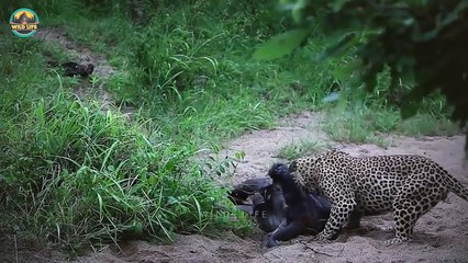 Top 25 Brutal Moments When Predation Went Too Far