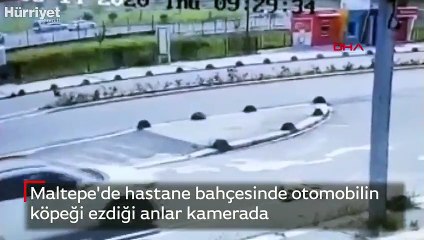 Bu nasıl vicdansızlık! Yola uzanan köpeği ezdi
