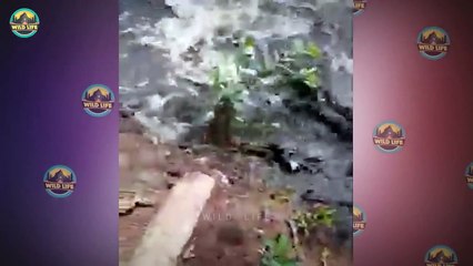 Top 15 Crocodile Moments When They Hunted Powerful Animals In The Water