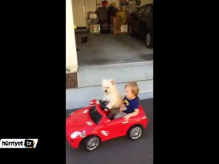 Sevimli bebek ve köpeğin araba keyfi