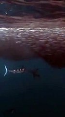 Blue marlin hunting tools