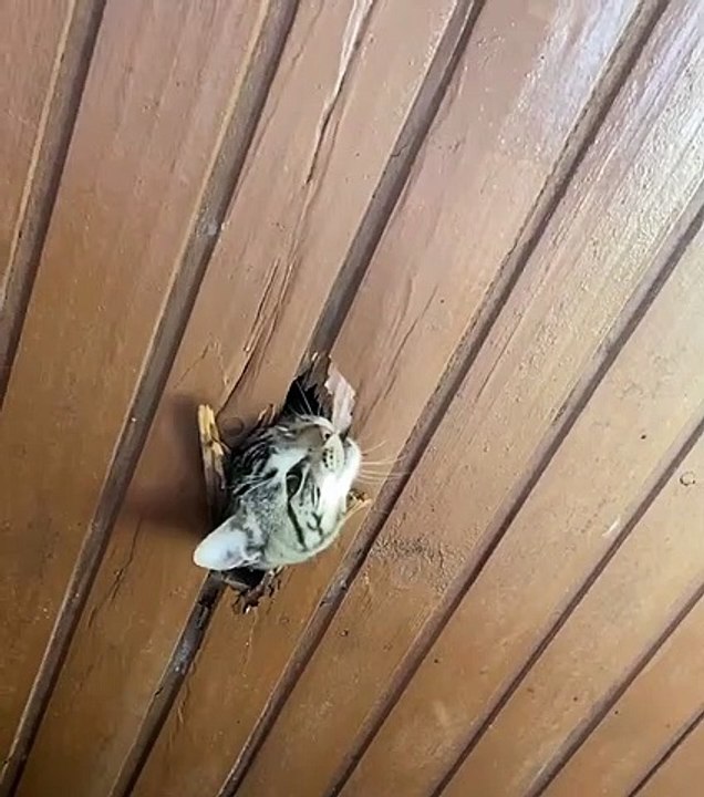 Cat Breaks and Chews Through Ceiling