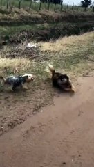 Dirty Dogs Play in the Mud