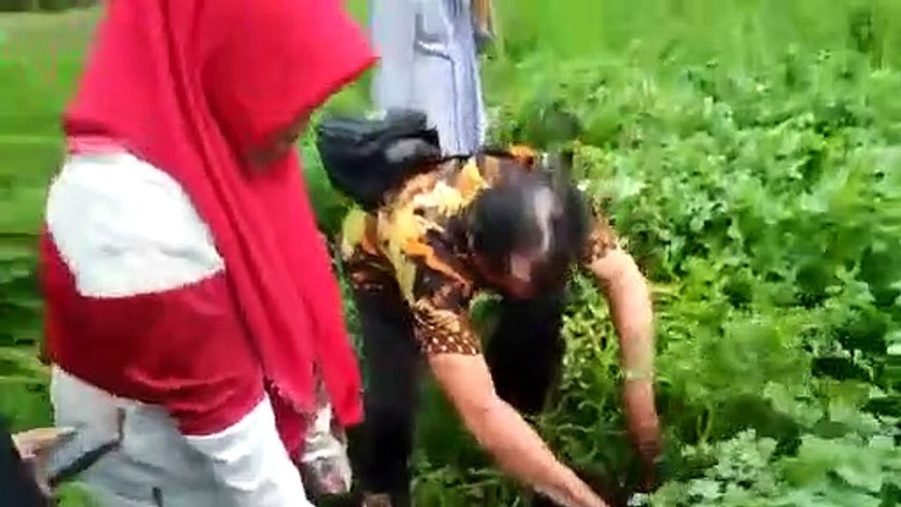 Bukti peningkatan hasil pada suatu tanaman.