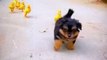 Dog And Duck So Cute Animals | Duck And Dog Best Friendship Video | Cute Animals Yt