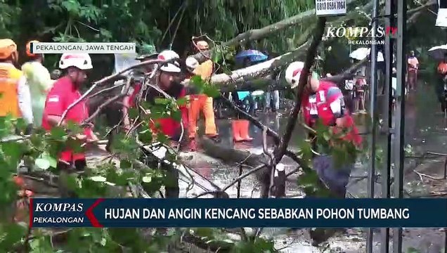 Hujan Deras dan Angin Kencang Sebabkan Pohon Tumbang
