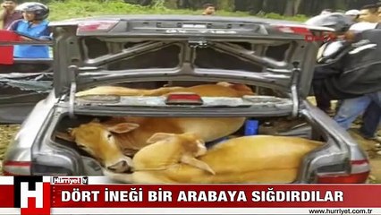 4 İNEK 1 ARABAYA NASIL SIĞAR..!! İŞTE BÖYLE..