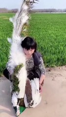 Stunning Female Peacock: Nature's Elegant Wonder