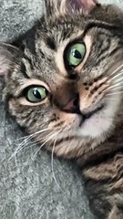 Cat Had Too Much Catnip