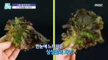 [LIVING] How to save withered vegetables in 2 minutes!,기분 좋은 날 221014