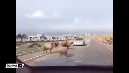 Sinirli koçtan otomobile öfkeli darbe