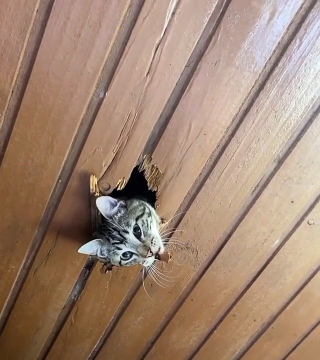 Cat Breaks and Chews Through Ceiling