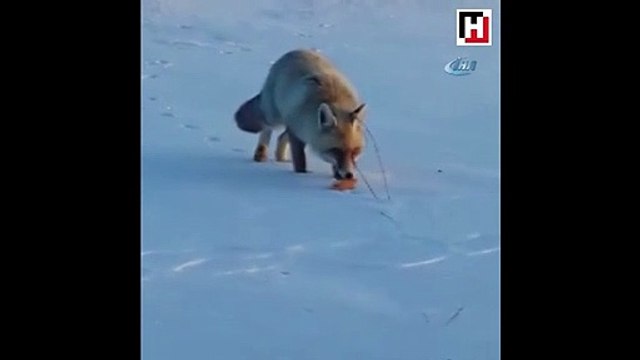 Aç kalan tilkiyi elleriyle besleyen yurdum insanı