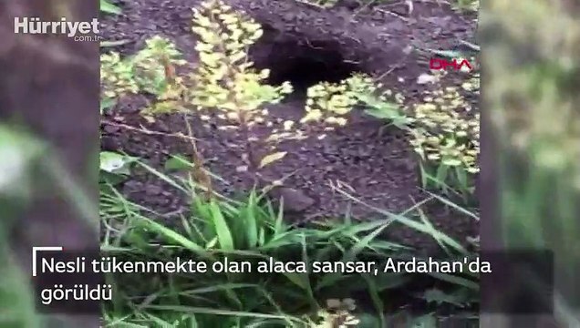 Nesli tehlikede olan alaca sansar Ardahan'da görüldü
