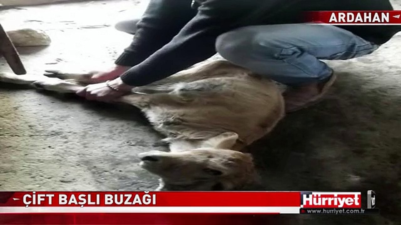 ÇİFT BAŞLI BUZAĞI GÖRENLERİ HAYRETE DÜŞÜRÜYOR