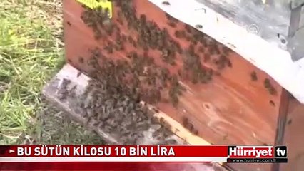 BU SÜTÜN KİLOSU 10 BİN LİRA