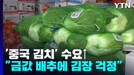 금값된 배추에 '중국산 김치' 수요 늘어 / YTN