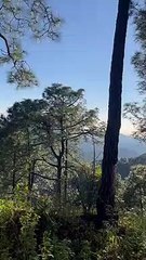 Devdar Trees Pierced by Sun Rays
