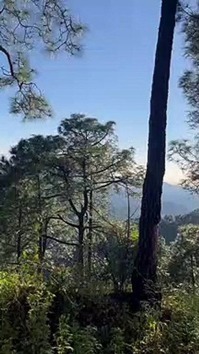 Devdar Trees Pierced by Sun Rays