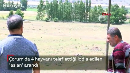 Çorum'da 4 hayvanı telef ettiği iddia edilen 'aslan' arandı