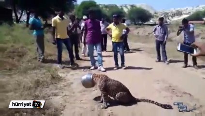 Su arayan leopar başını çömleğe sıkıştırdı