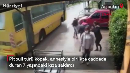 Arjantin'de pitbull dehşeti kamerada!