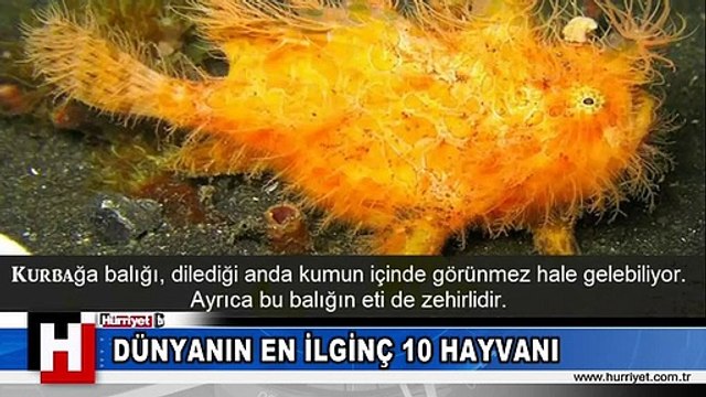 YOK YOK, DAHA ÖNCE GÖRMEDİNİZ! İŞTE SİZE DÜNYANIN EN İLGİNÇ 10 HAYVANI
