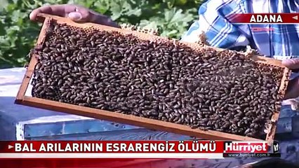 BAL ARILARININ ESRARENGİZ ÖLÜMÜ