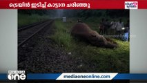 പാലക്കാട് കഞ്ചിക്കോട് ട്രെയിന്‍ തട്ടി കാട്ടാന ചരിഞ്ഞു