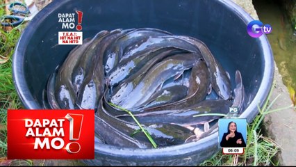 Pagpaparami ng hito, maganda nga bang negosyo? | Dapat Alam Mo!