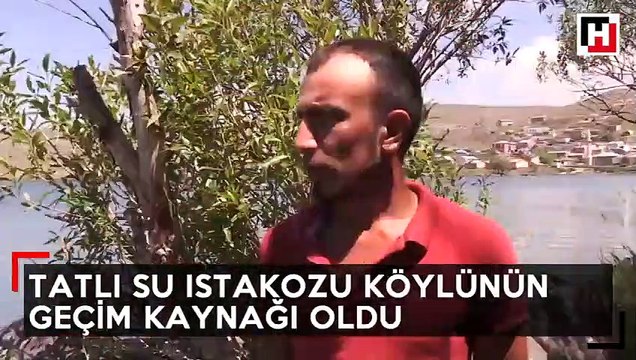 Köylünün geçim kaynağı oldu!