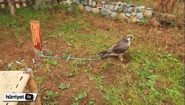 Ardeşen Atmaca ve Atmacacılık Derneği: Bak gözüme atmacam