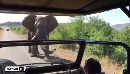 Arnold Schwarzenegger'i fil kovaladı