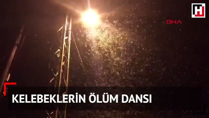 Kelebeklerin ölüm dansı