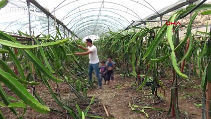 Ejder meyvesine talep arttı, çiftçi fide siparişlerine yetişemiyor