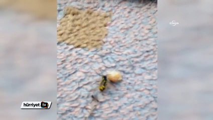 Küçük karınca iki arıyla ekmek kavgasına girişince...