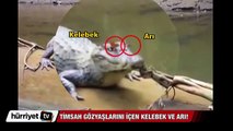 Timsahın gözyaşlarını içen kelebek ve arı