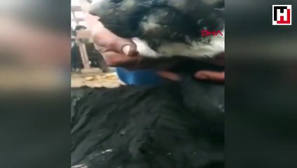 3 gözlü, 2 ağızlı doğan buzağı şaşkınlık yarattı