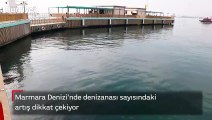 Marmara Denizi'nde denizanası sayısındaki artış dikkat çekiyor