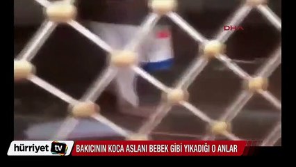 Yemen'de bakıcısı aslanı bebek gibi yıkadı