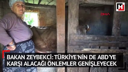 Artvin’de 26 büyükbaş itlaf edildi, karantina sahası genişletildi