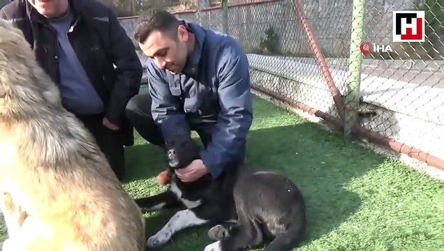 Sokak köpeğini sopayla kovalayan çalışan herkesten özür diledi
