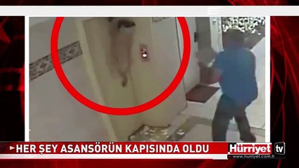 DİKKATSİZ KADIN KÖPEĞİ ÖLDÜRÜYORDU