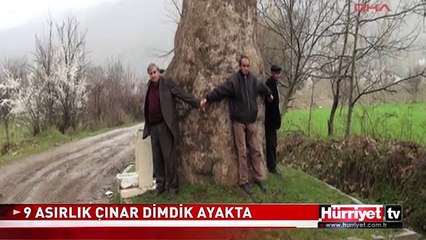 Descargar video: 900 YILLIK ÇINAR DİMDİK AYAKTA