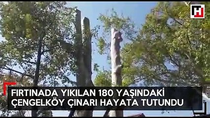 Asırlık çınar hayata tutundu