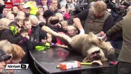 Danimarka'da eğitim amaçlı çocukların gözü önünde aslana ameliyat
